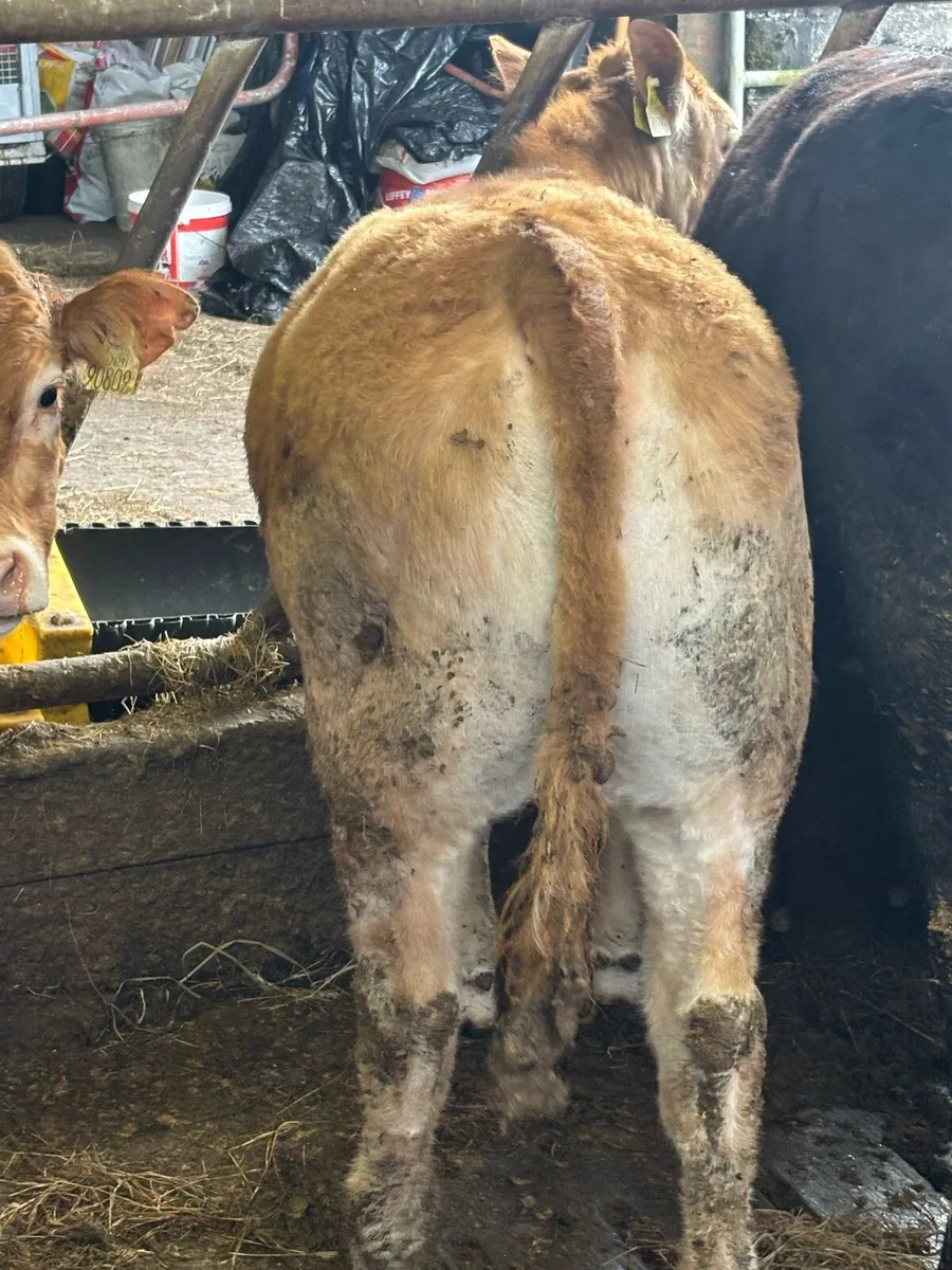 Purebred Limousin Heifer - Image 4