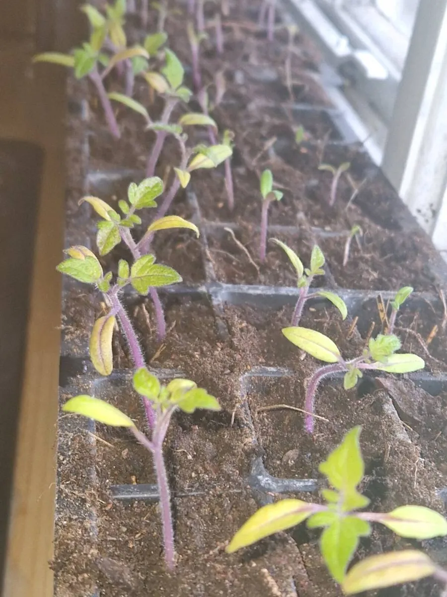 Tomato  seeds can be posted - Image 1