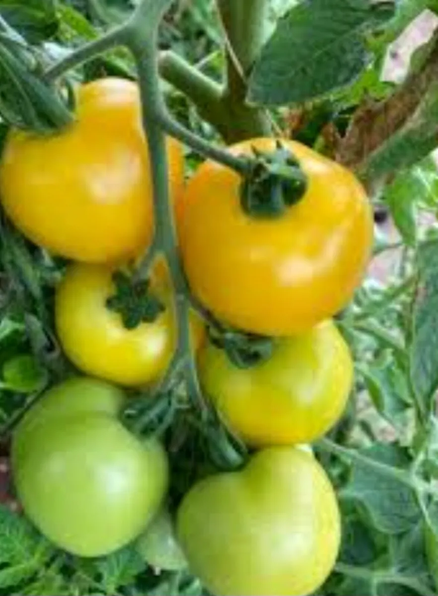 Tomato  seeds can be posted - Image 2
