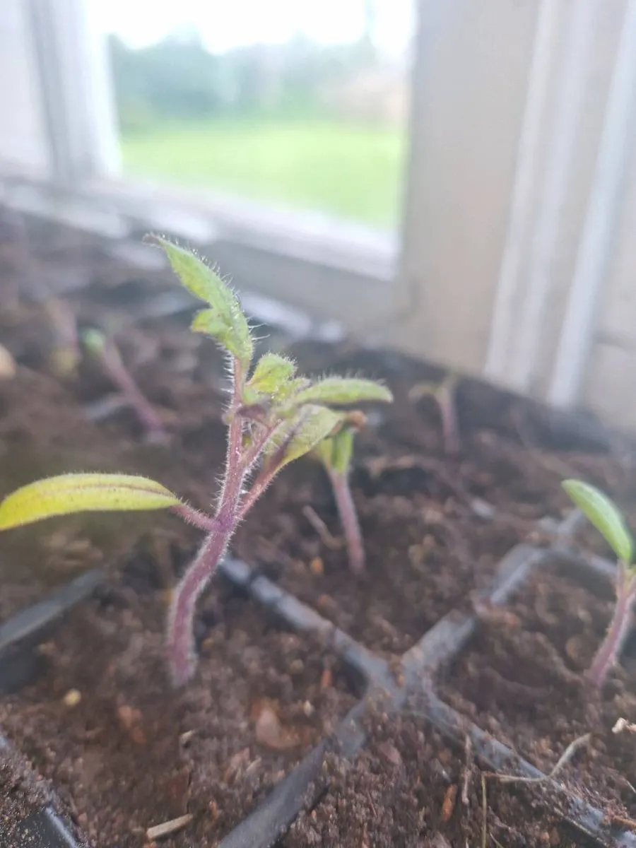 Tomato  seeds can be posted - Image 4