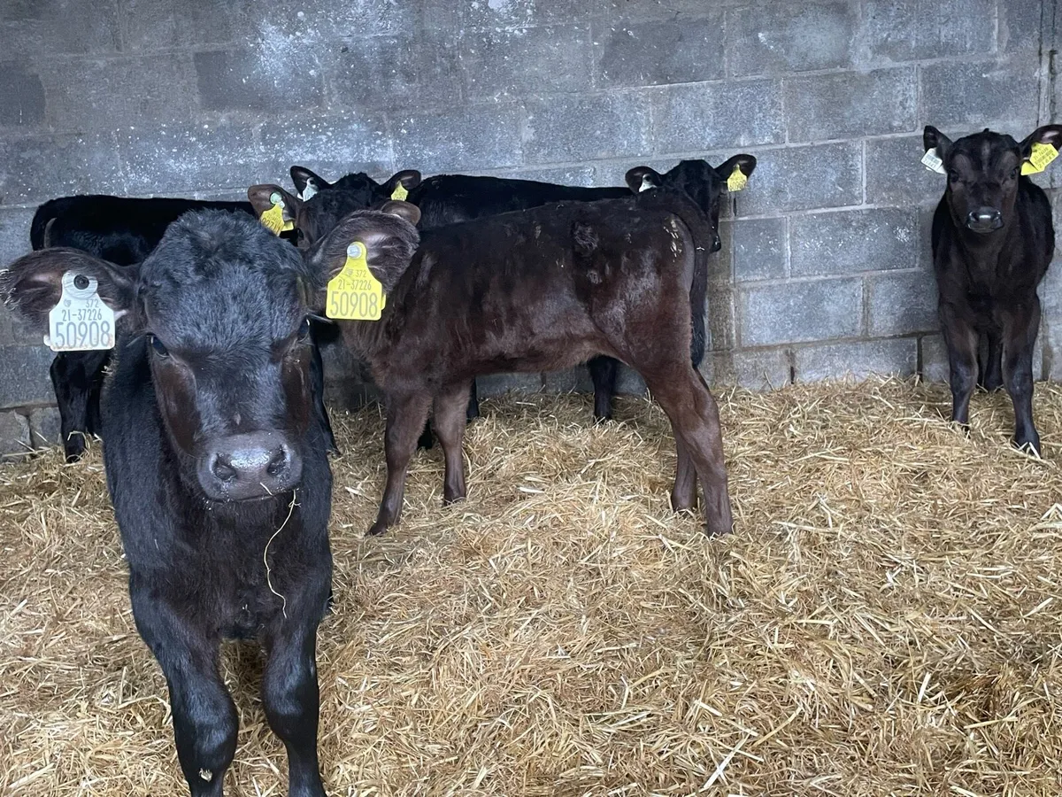 Super Angus  Heifer Calfs - Image 1