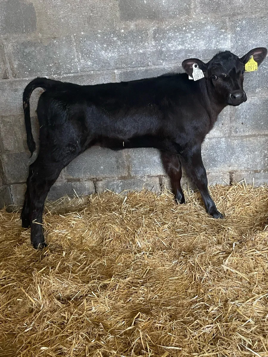 Super Angus  Heifer Calfs - Image 4