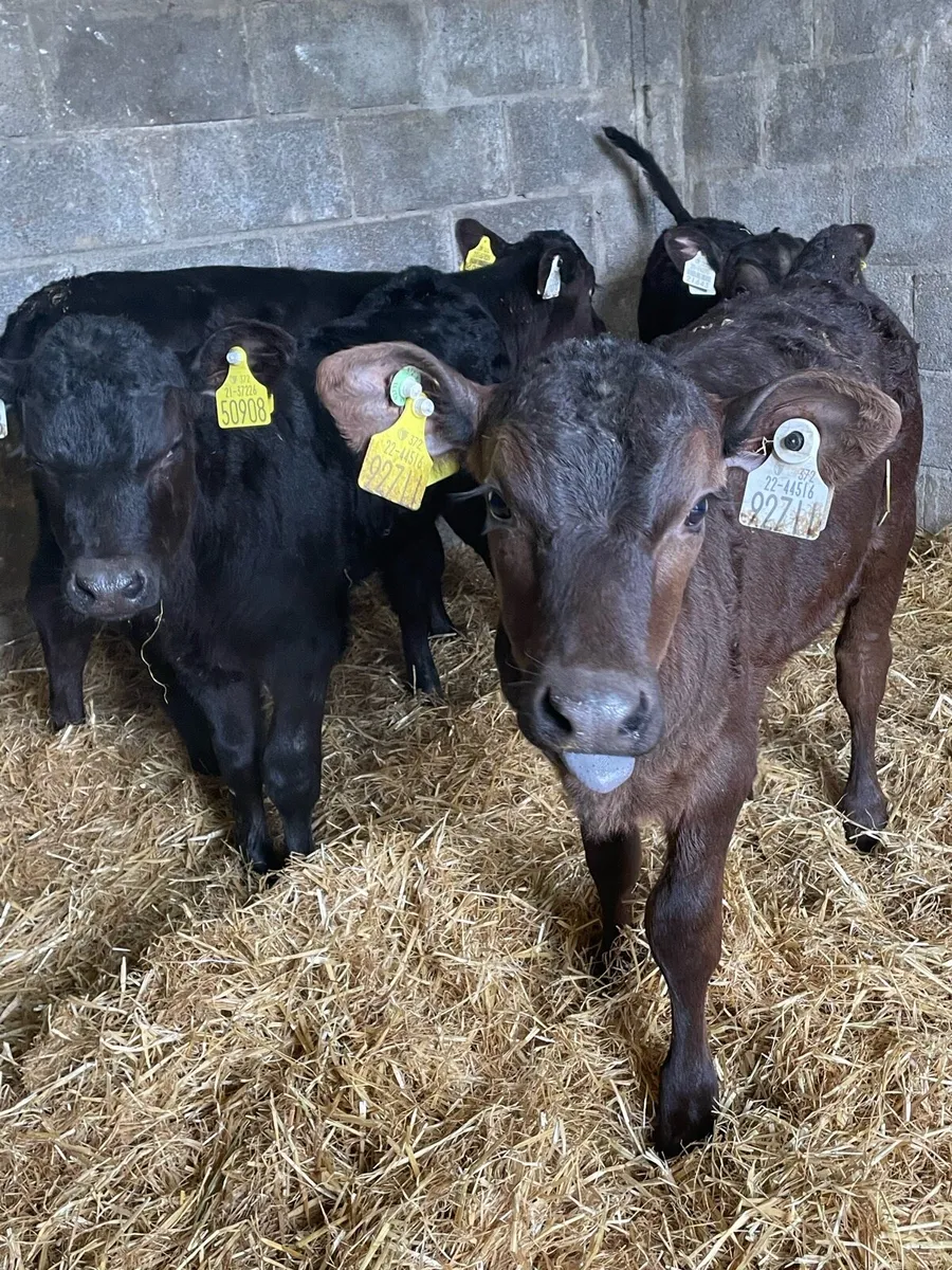 Super Angus  Heifer Calfs - Image 2