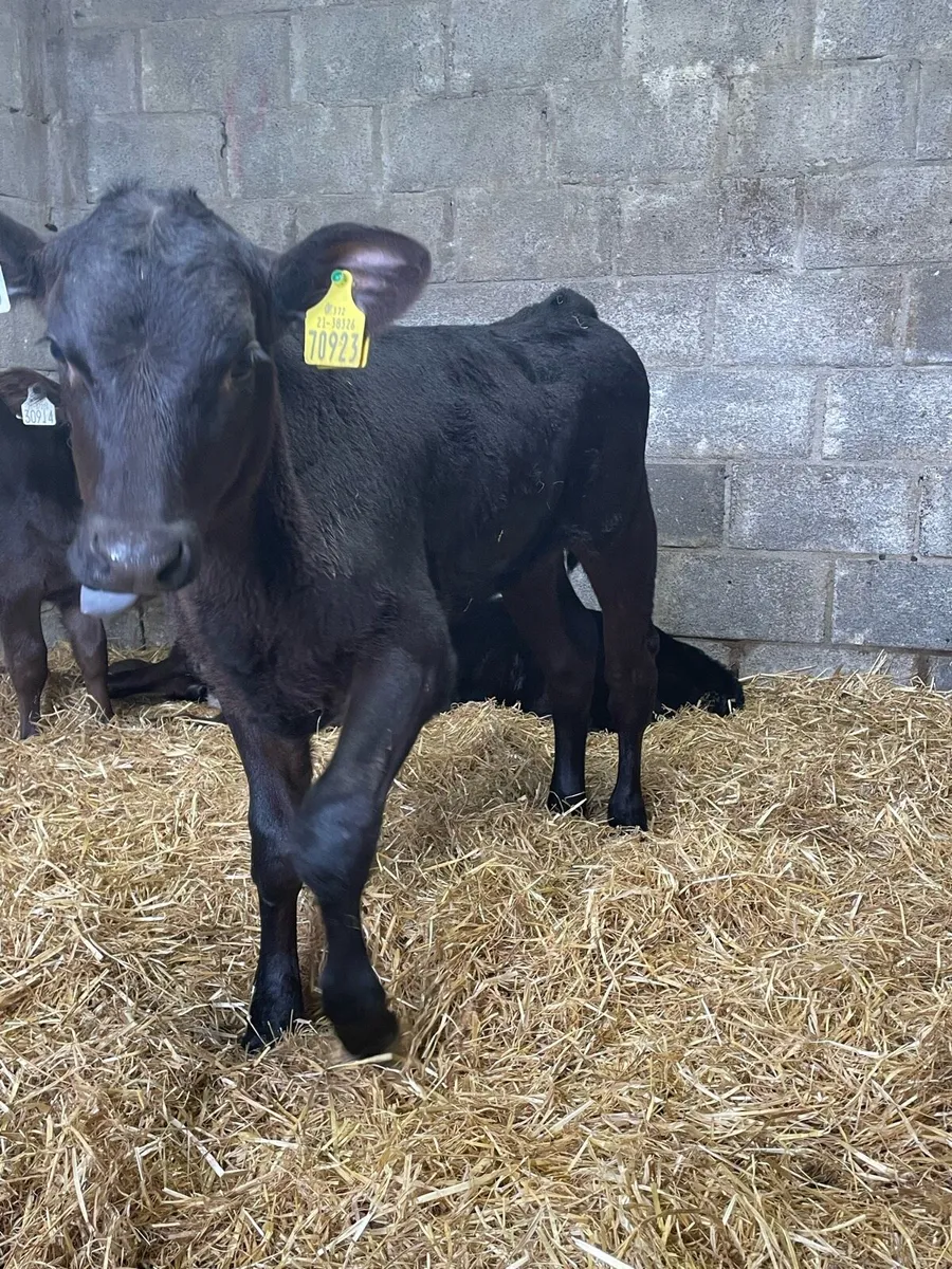 Super Angus  Heifer Calfs - Image 3