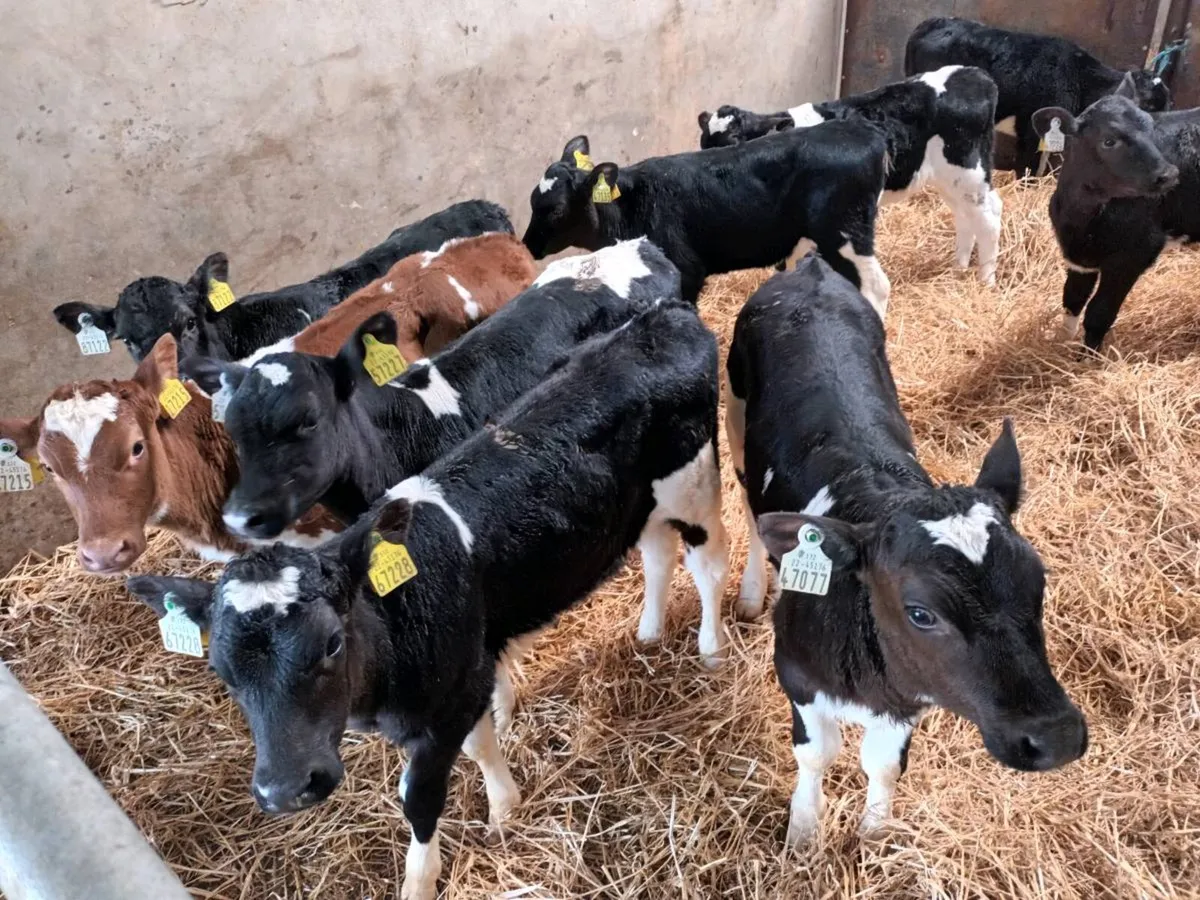 10 FRIESEN HEIFER CALVES FOR SALE - Image 1