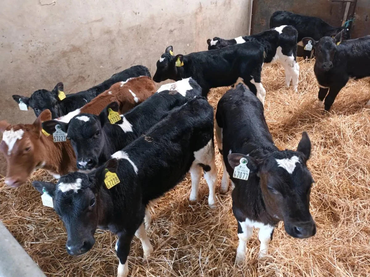 10 FRIESEN HEIFER CALVES FOR SALE - Image 2