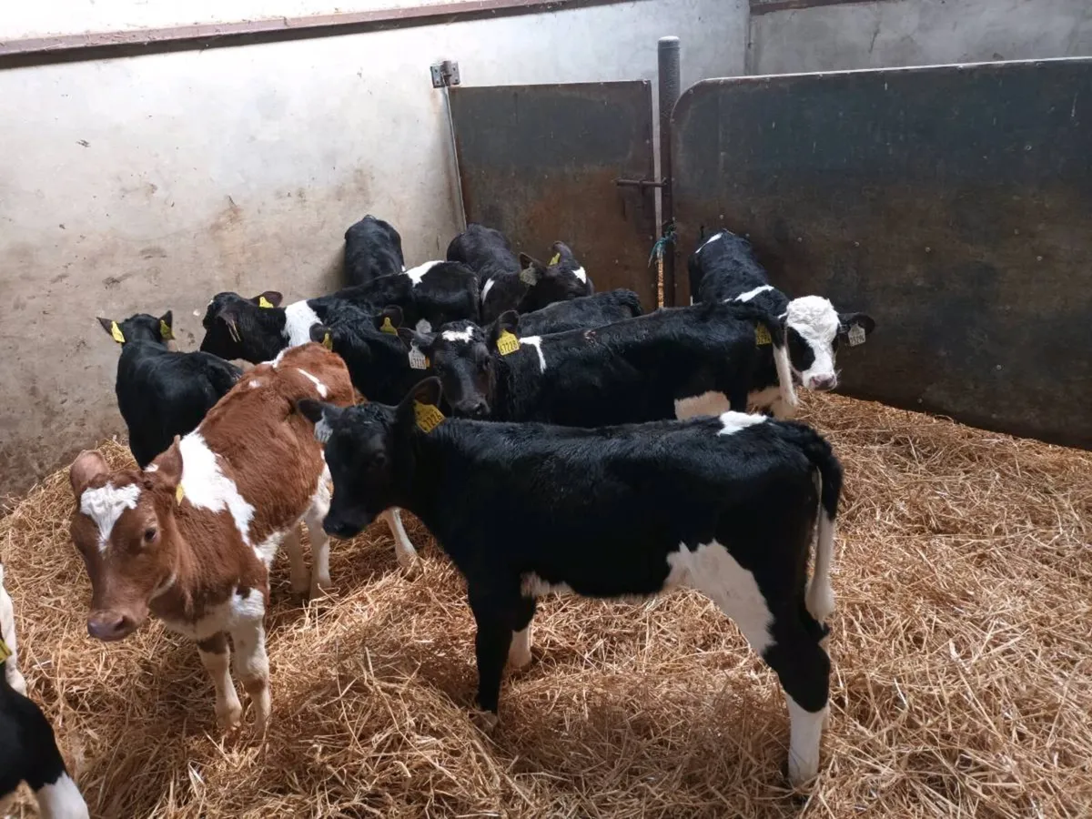 10 FRIESEN HEIFER CALVES FOR SALE - Image 3