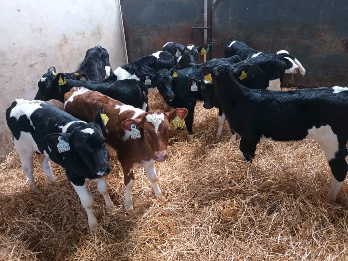 10 FRIESEN HEIFER CALVES FOR SALE - Image 4