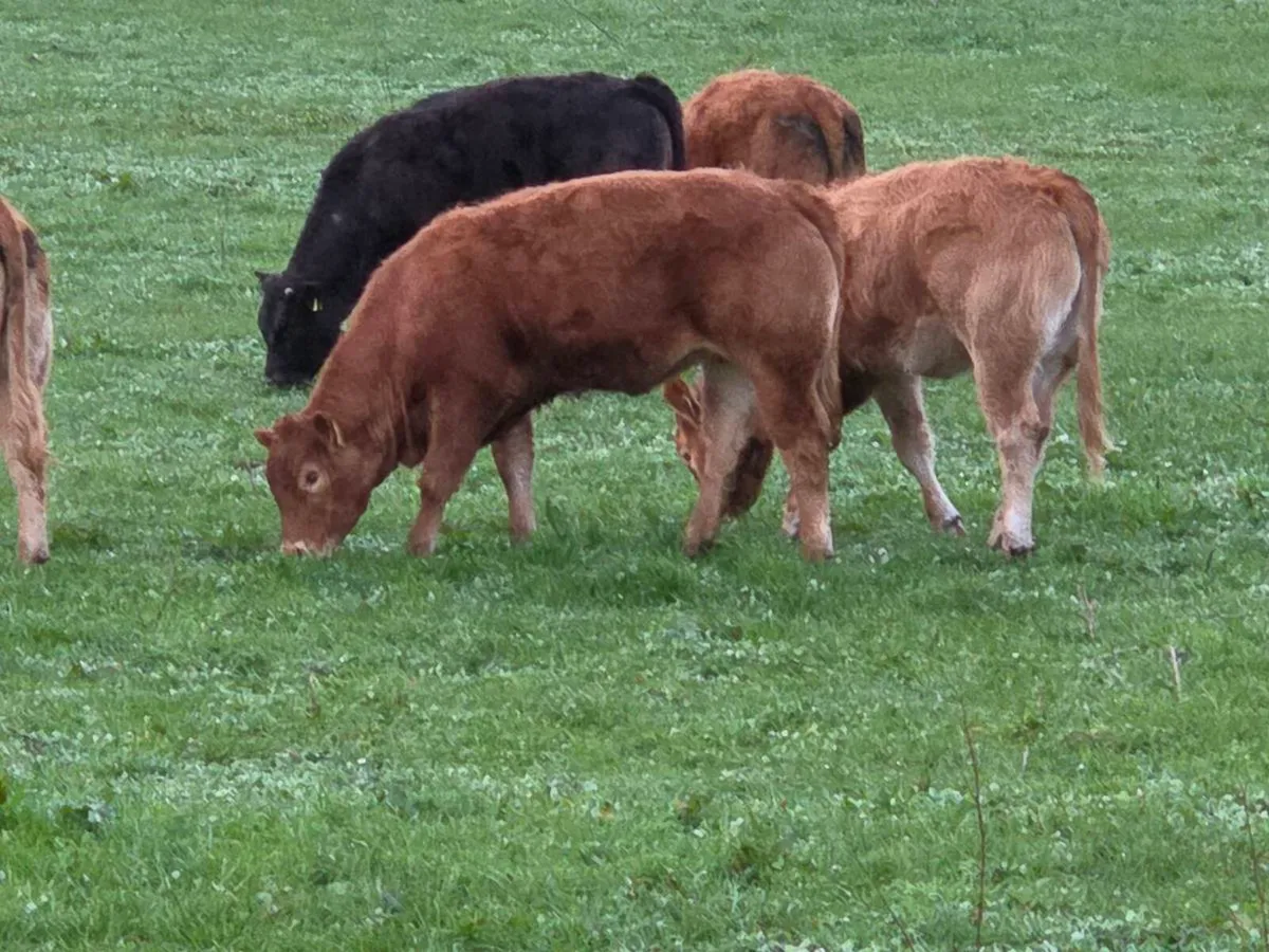 Organic Breeding Hefiers - Image 1