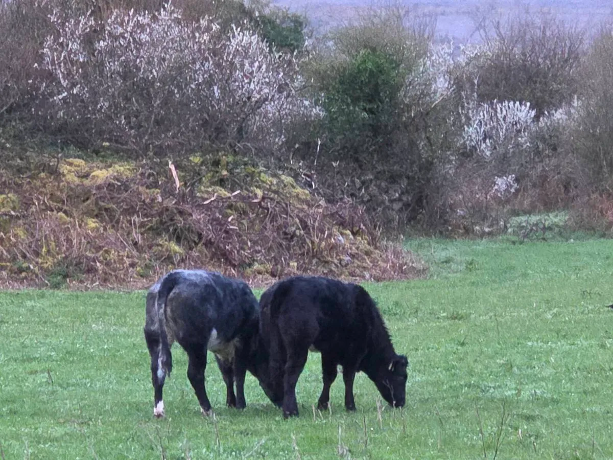 Organic Breeding Hefiers - Image 2