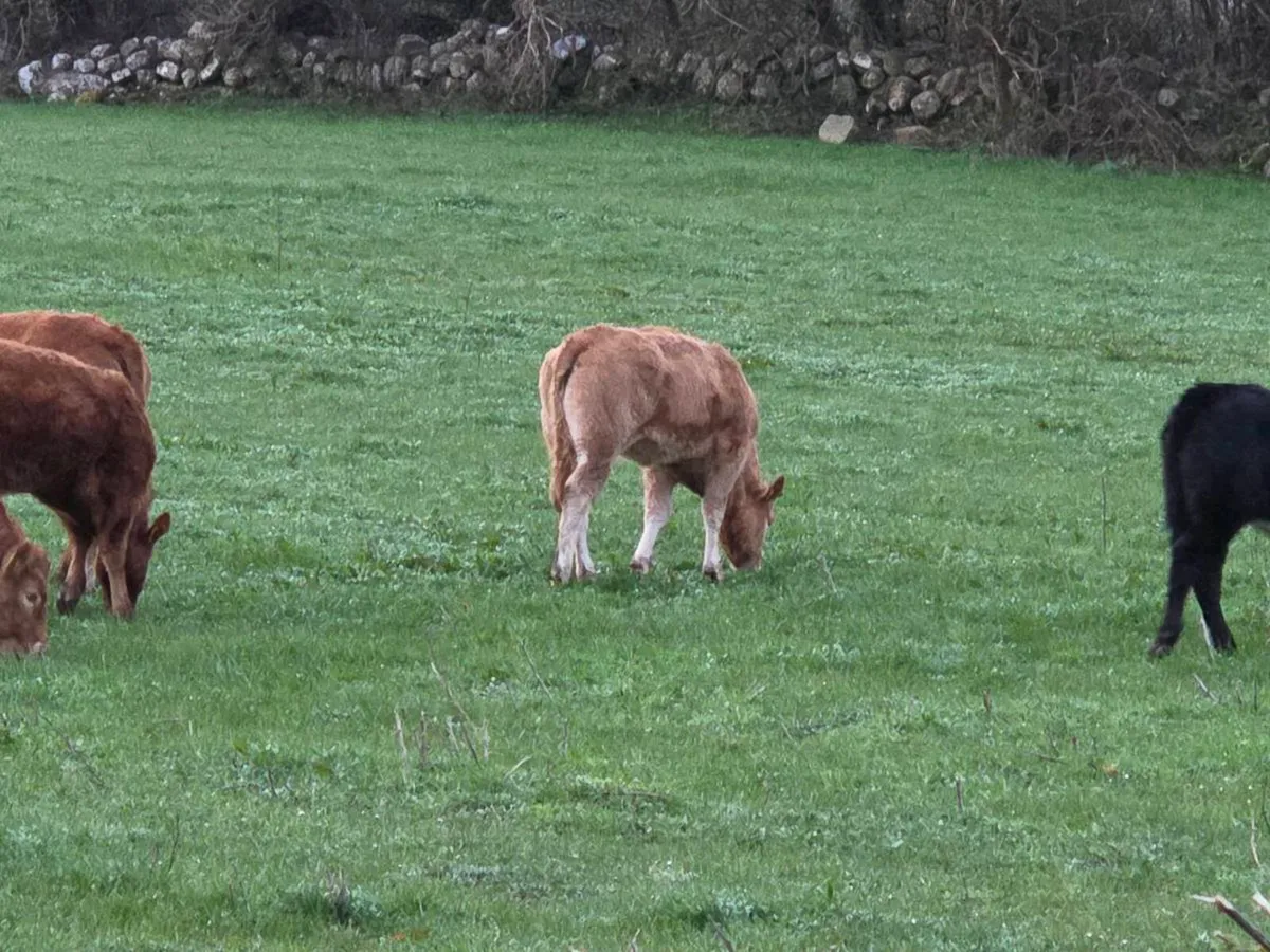 Organic Breeding Hefiers - Image 3