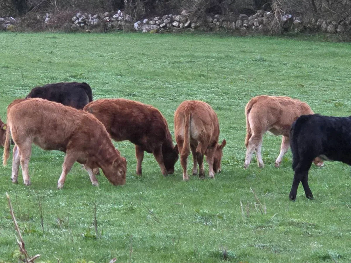 Organic Breeding Hefiers - Image 4