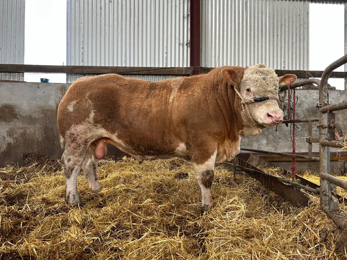 Pedigree Simmental Bull - Image 1