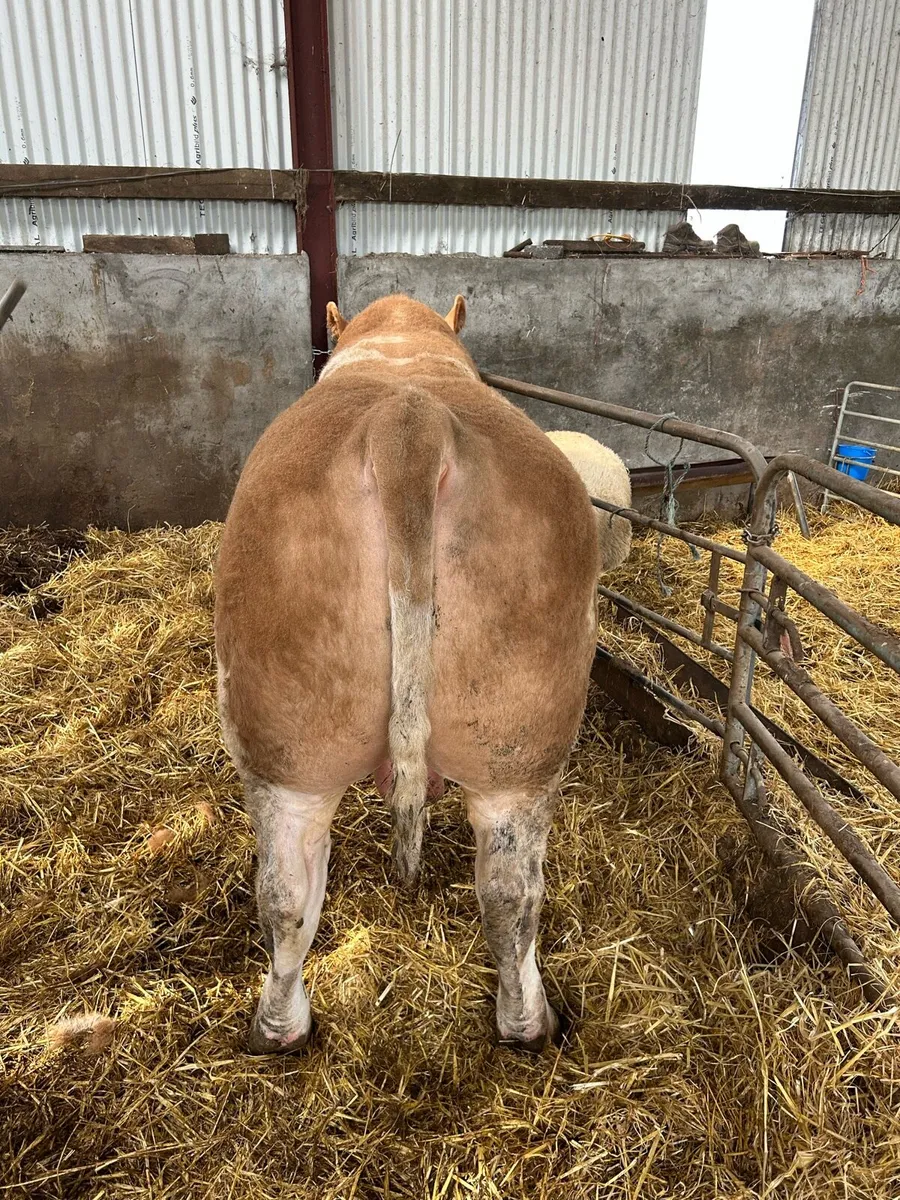 Pedigree Simmental Bull - Image 2