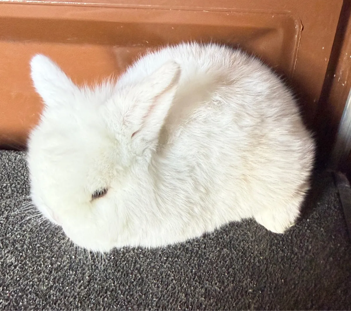 lop-eared rabbits - Image 1