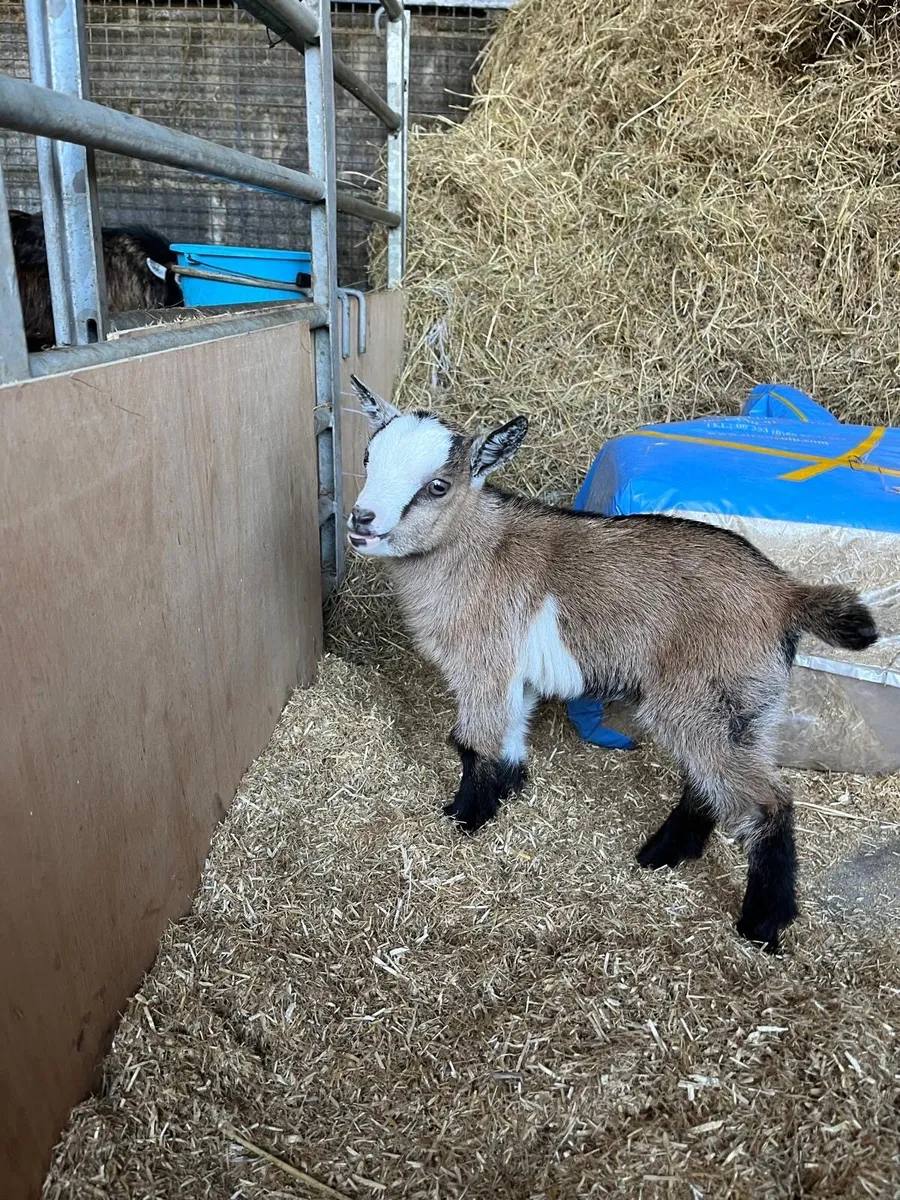 Pygmy Goat Kid’s - Image 1