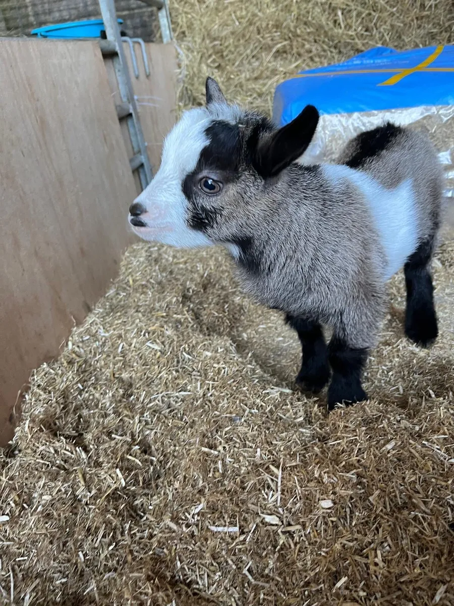 Pygmy Goat Kid’s - Image 2