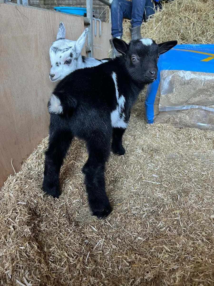 Pygmy Goat Kid’s - Image 3