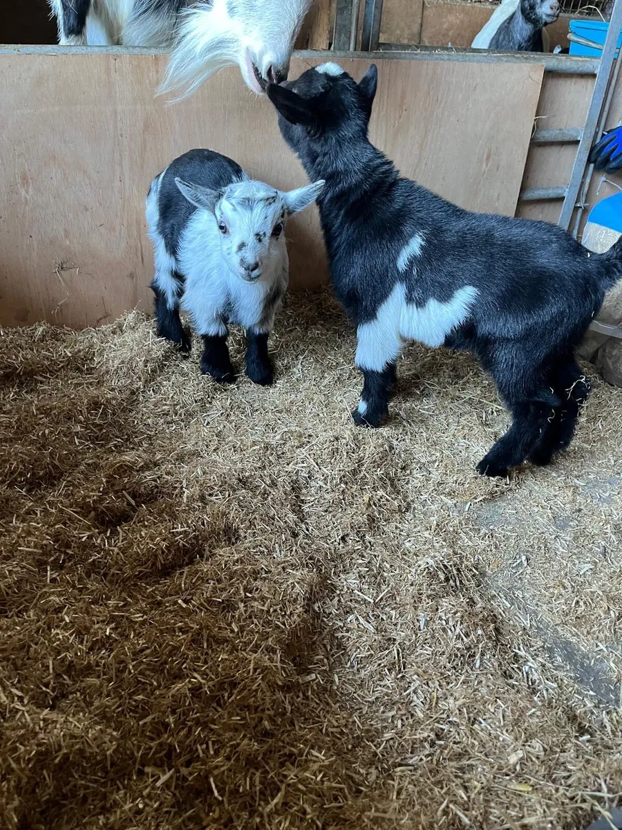 Pygmy Goat Kid’s - Image 4