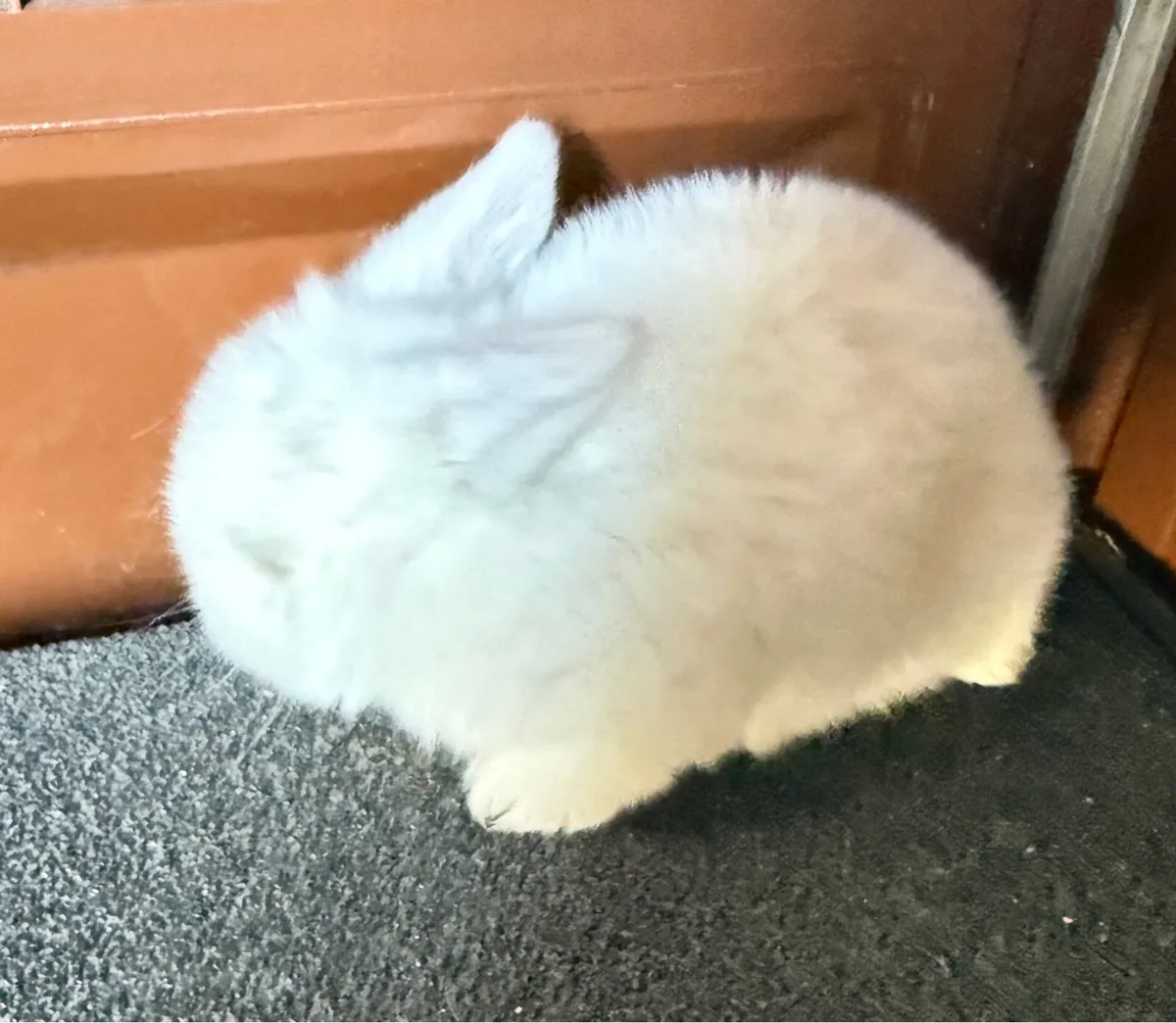 lop-eared rabbits - Image 4