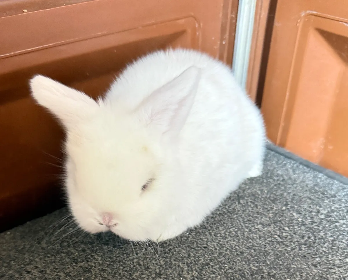 lop-eared rabbits - Image 2