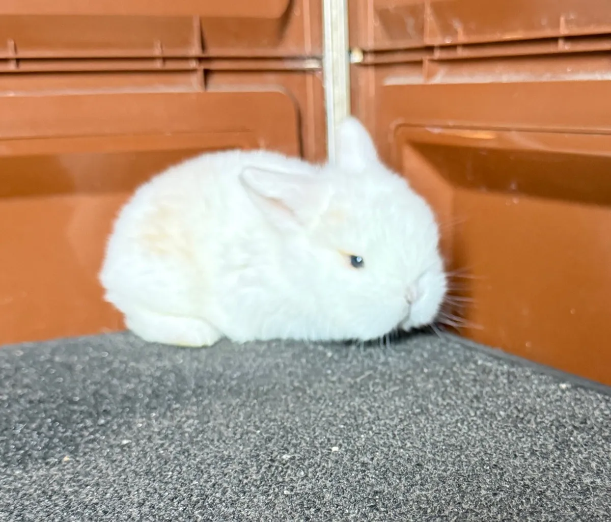 lop-eared rabbits - Image 3