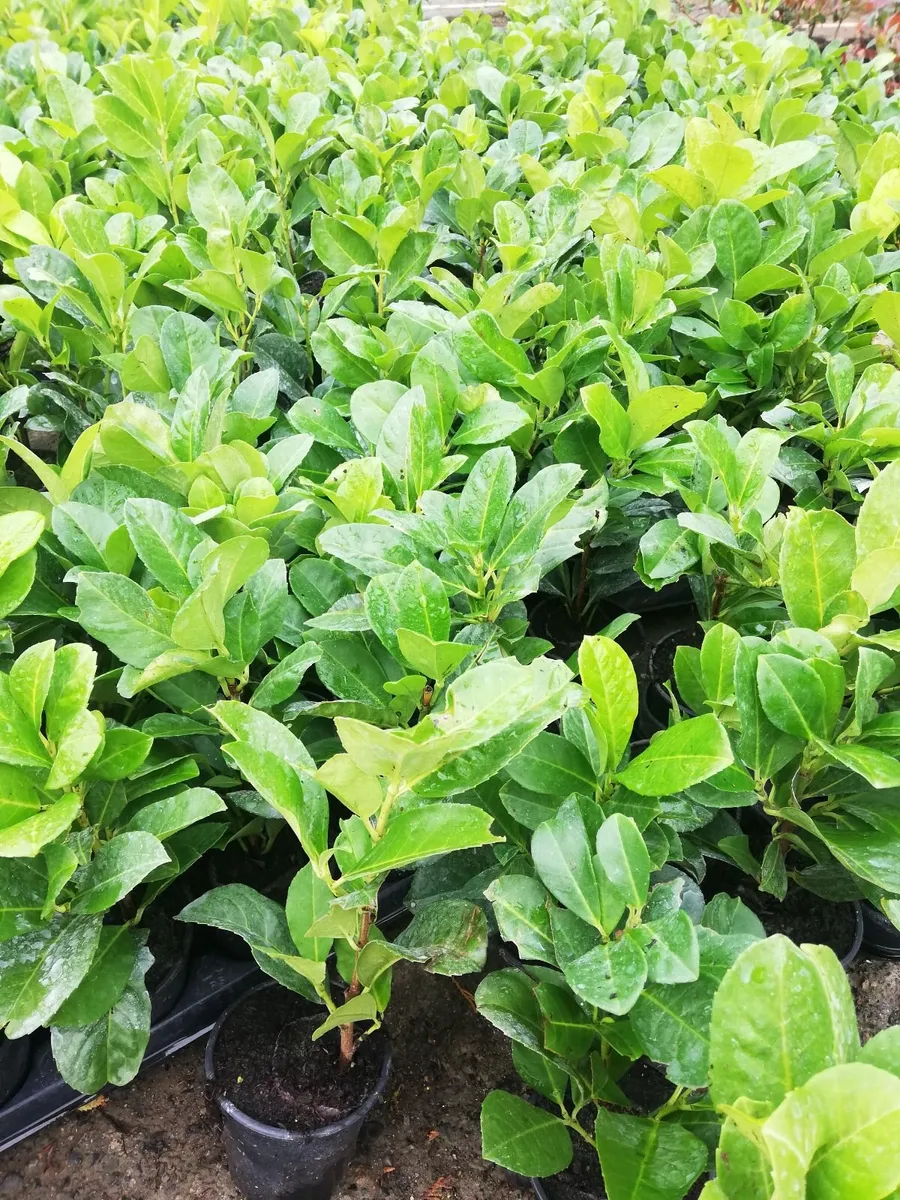 Laurel Hedging - Image 1