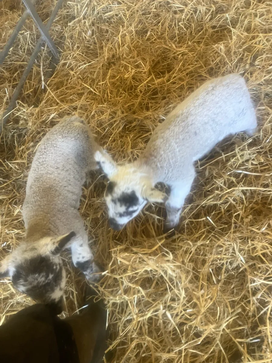 Pet lambs