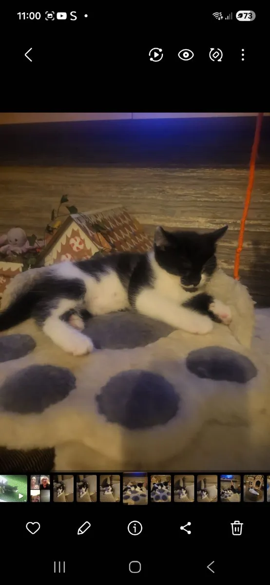 Kittens - Image 1