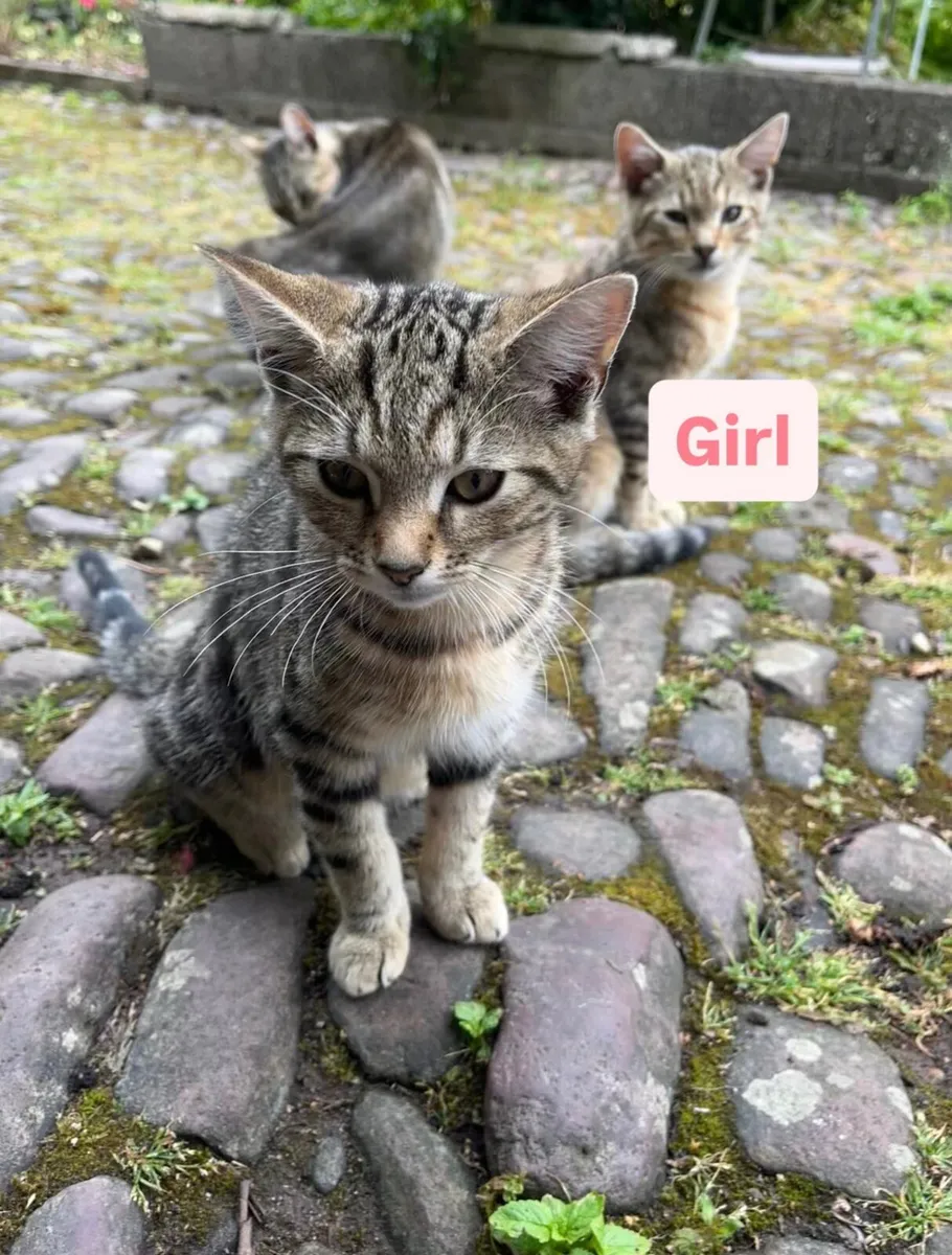 Kittens - Image 3