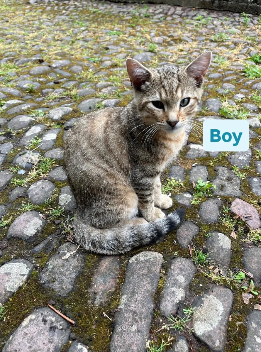 Kittens - Image 4