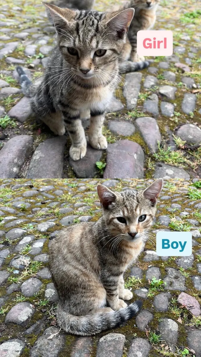 Kittens - Image 2