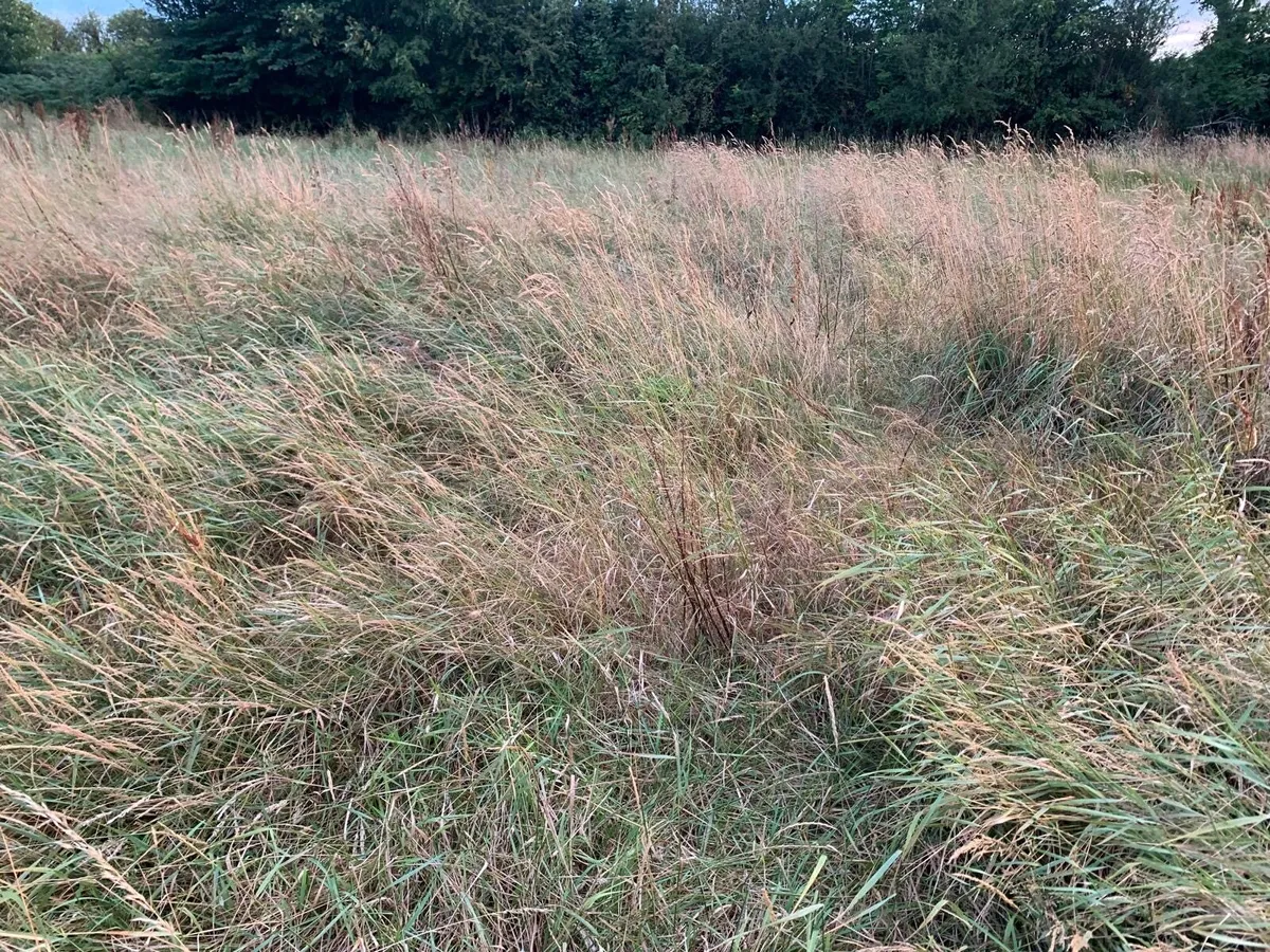 Need 3 Acres of Grass Mowed - Image 2