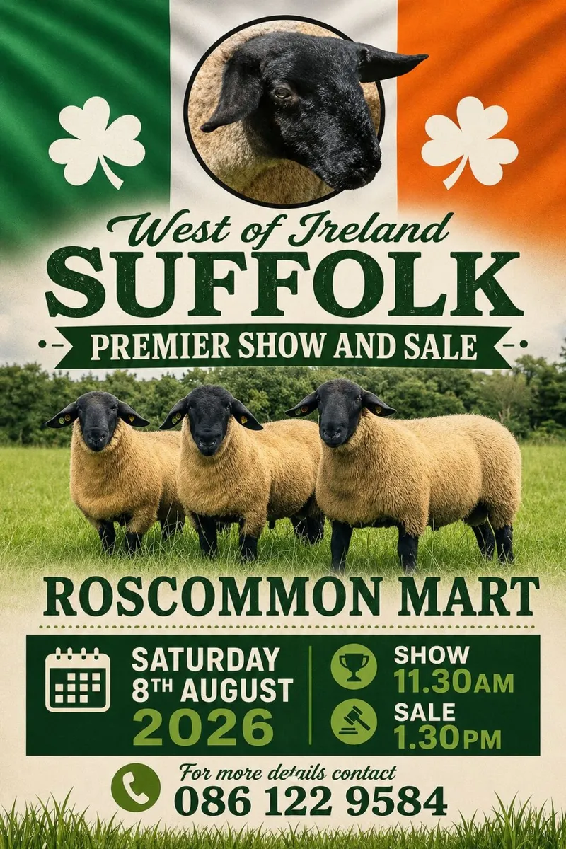 Suffolk Ram Sale Roscommon Mart Saturday 8th Augus - Image 1