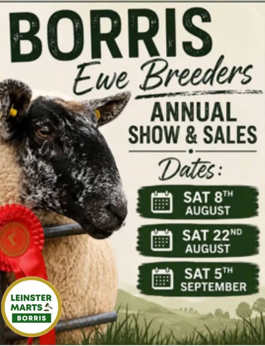 Borris Ewe Breeders - Image 2