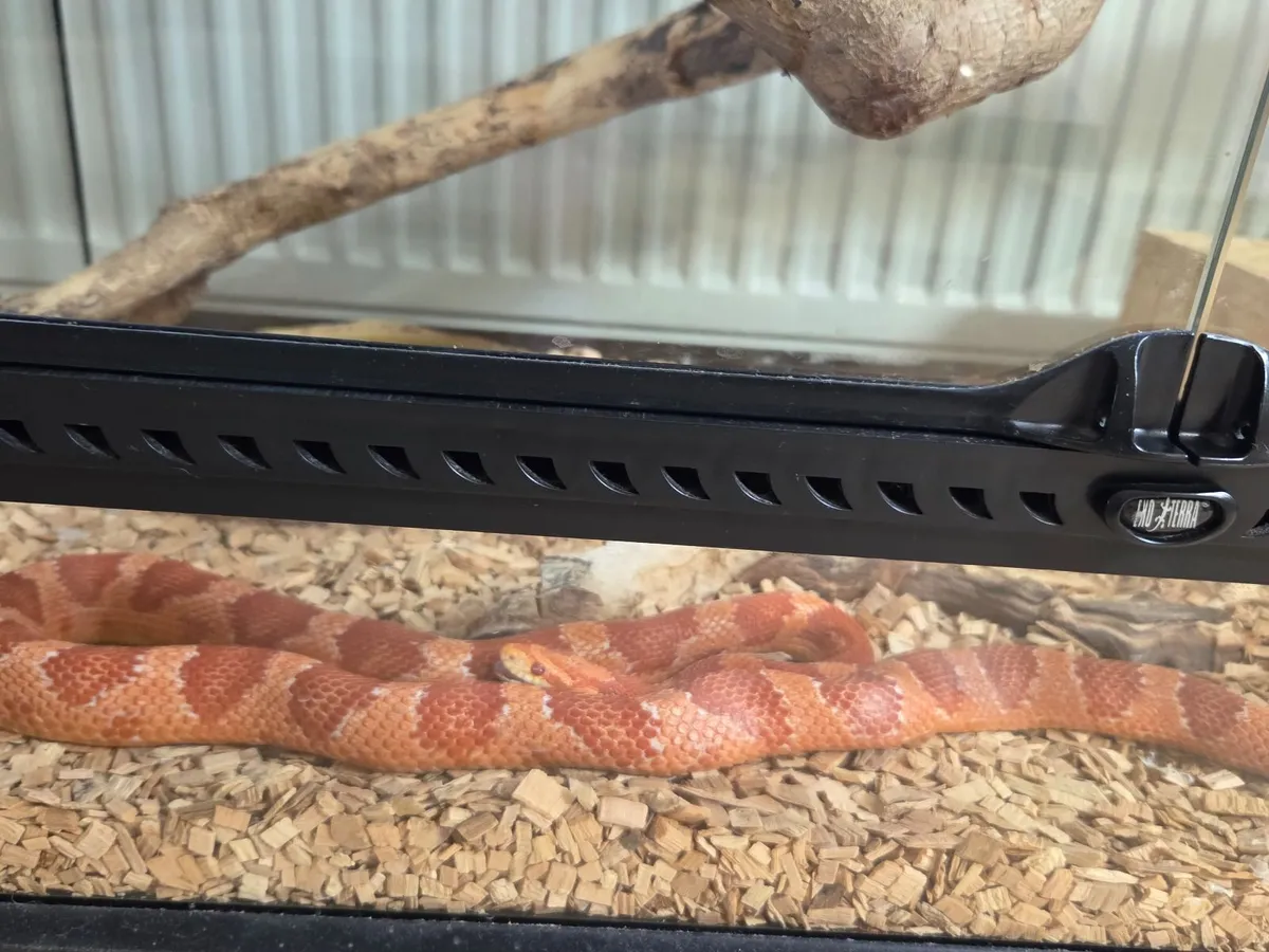 Corn snake with terrarium - Image 2