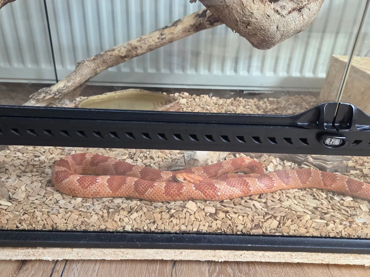Corn snake with terrarium - Image 4