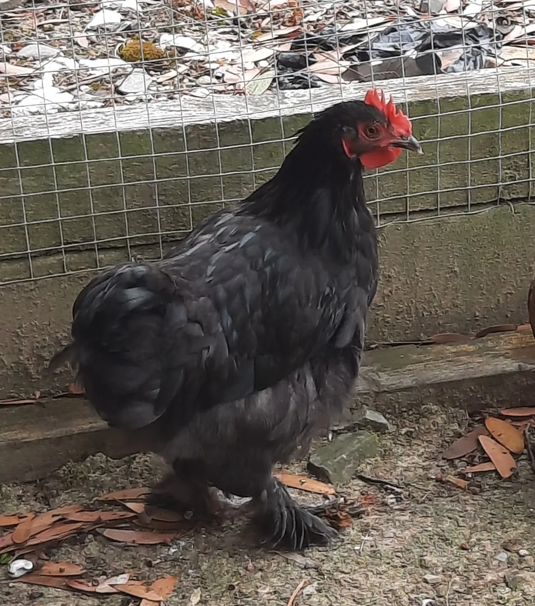 13 week old Pekins - Image 2