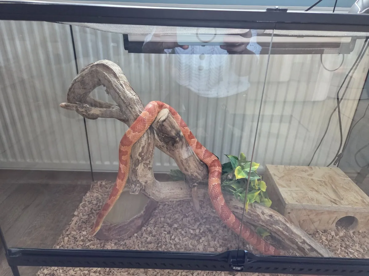 Corn snake with terrarium - Image 3