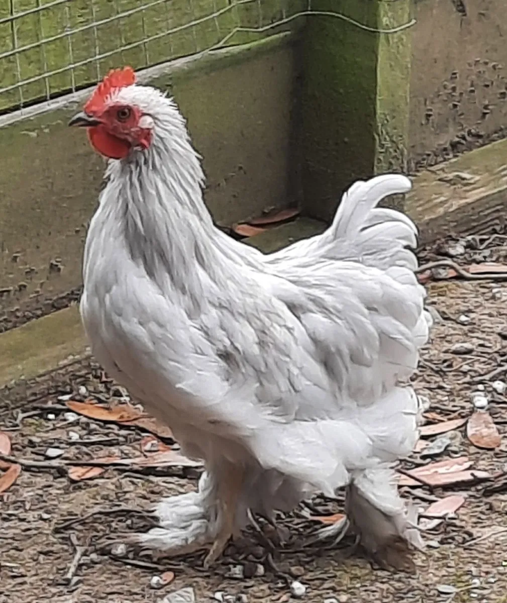 13 week old Pekins - Image 1
