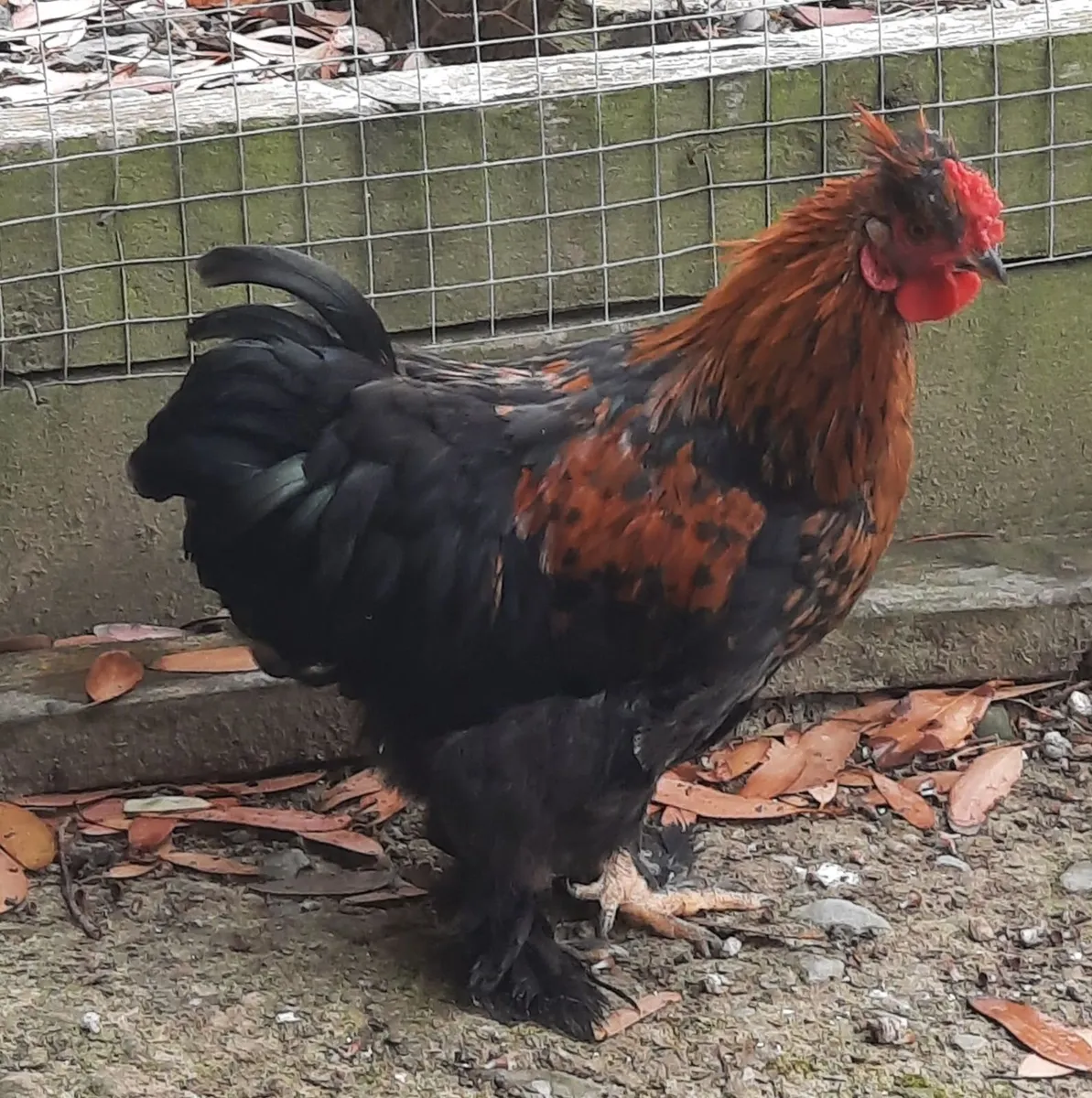 13 week old Pekins - Image 3
