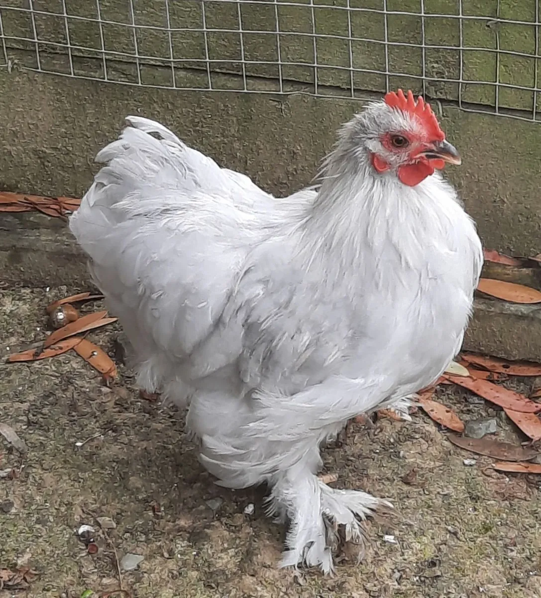 13 week old Pekins - Image 4