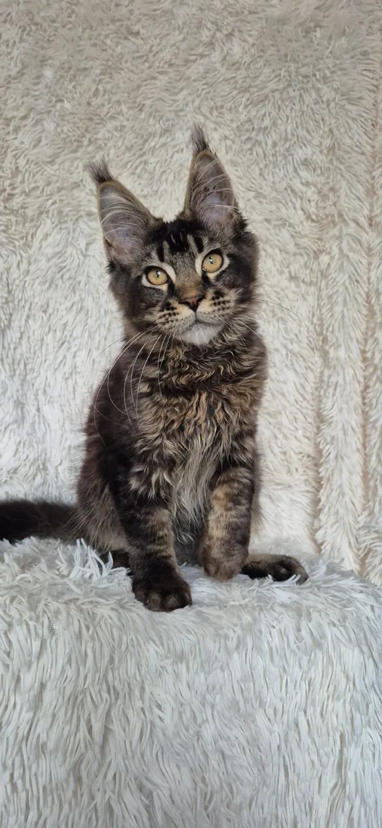 Maine Coon - Image 4