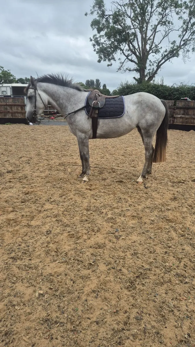 Horse - Image 2