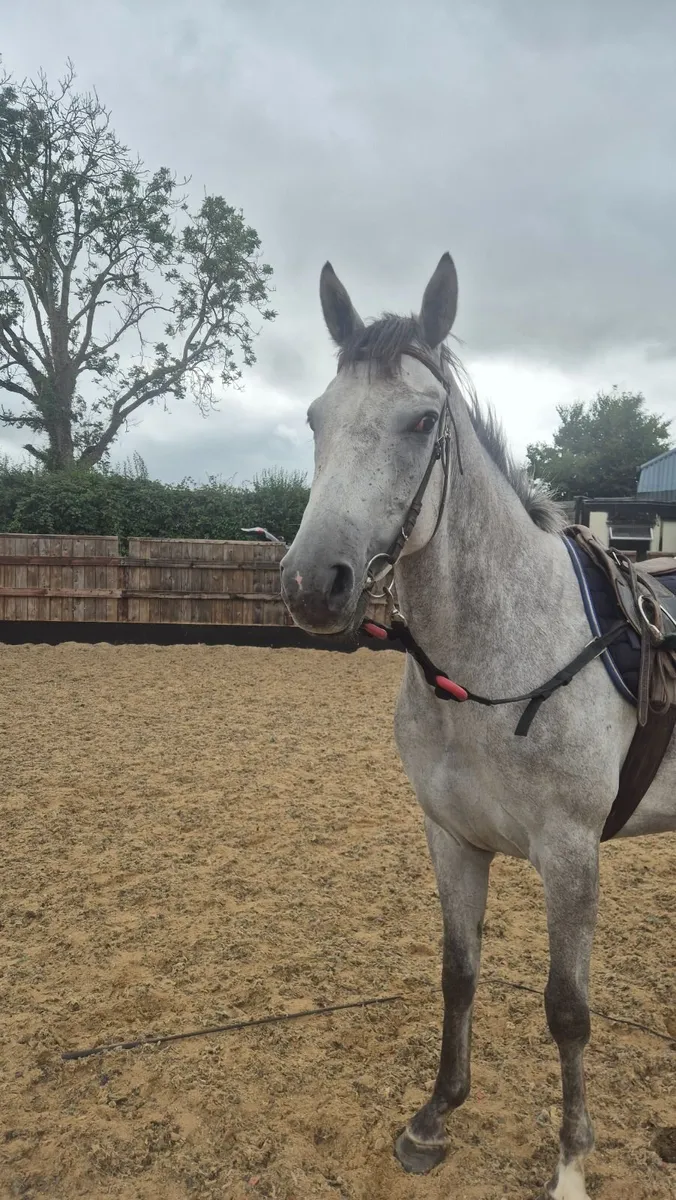 Horse - Image 3