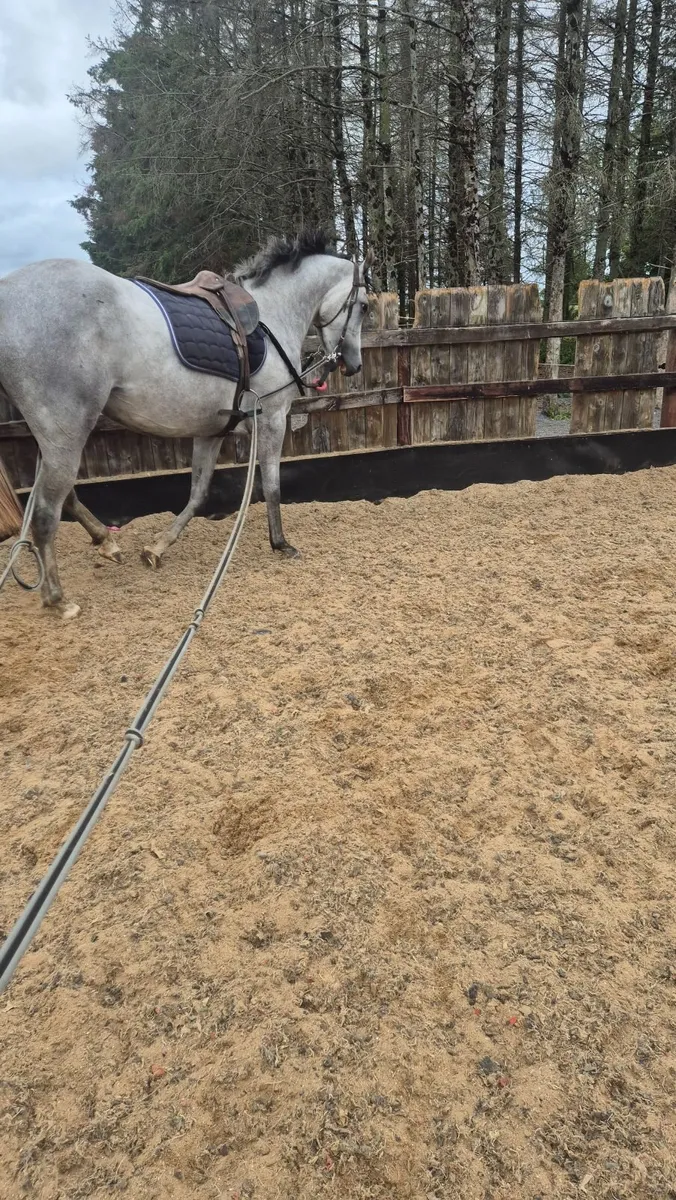Horse - Image 4