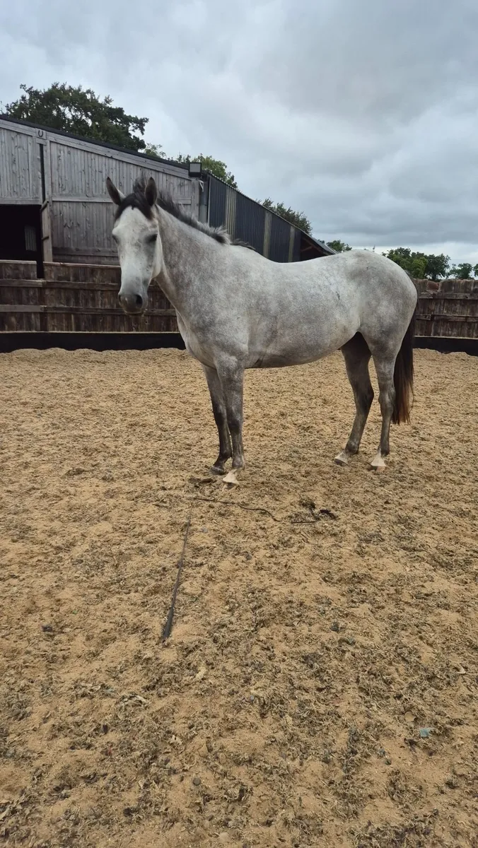 Horse - Image 1
