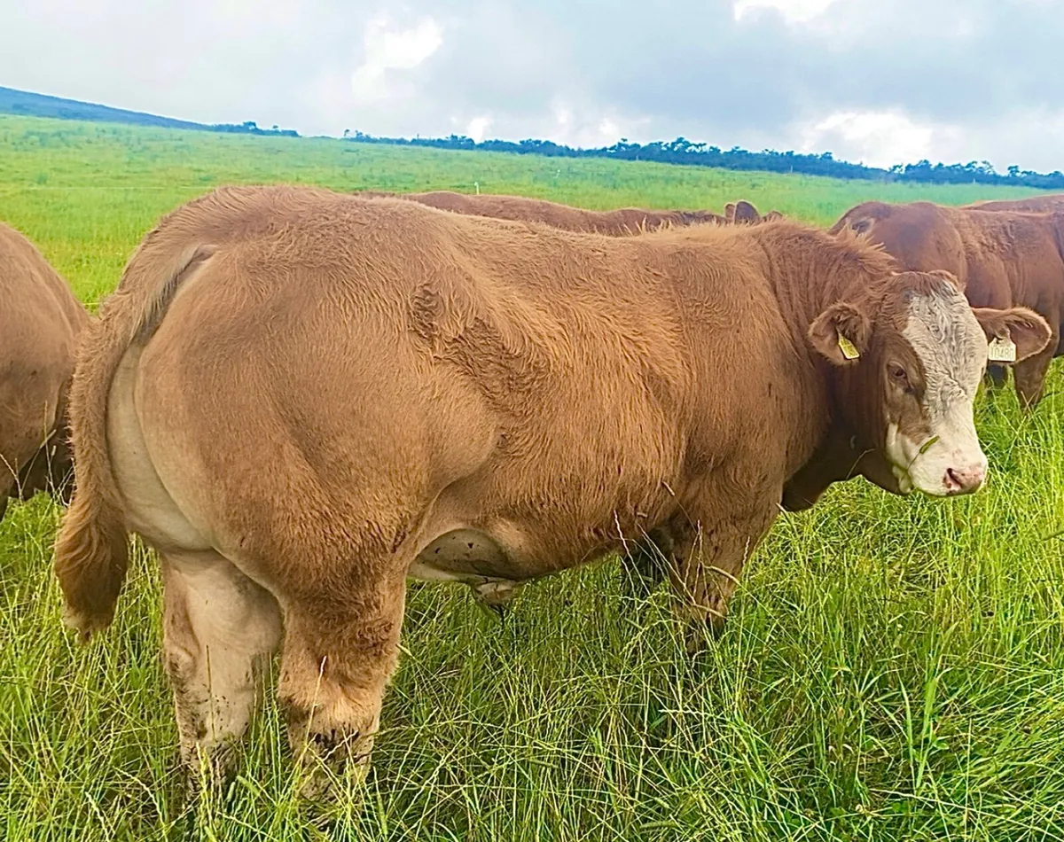 Limousin bull weanlings - Image 1