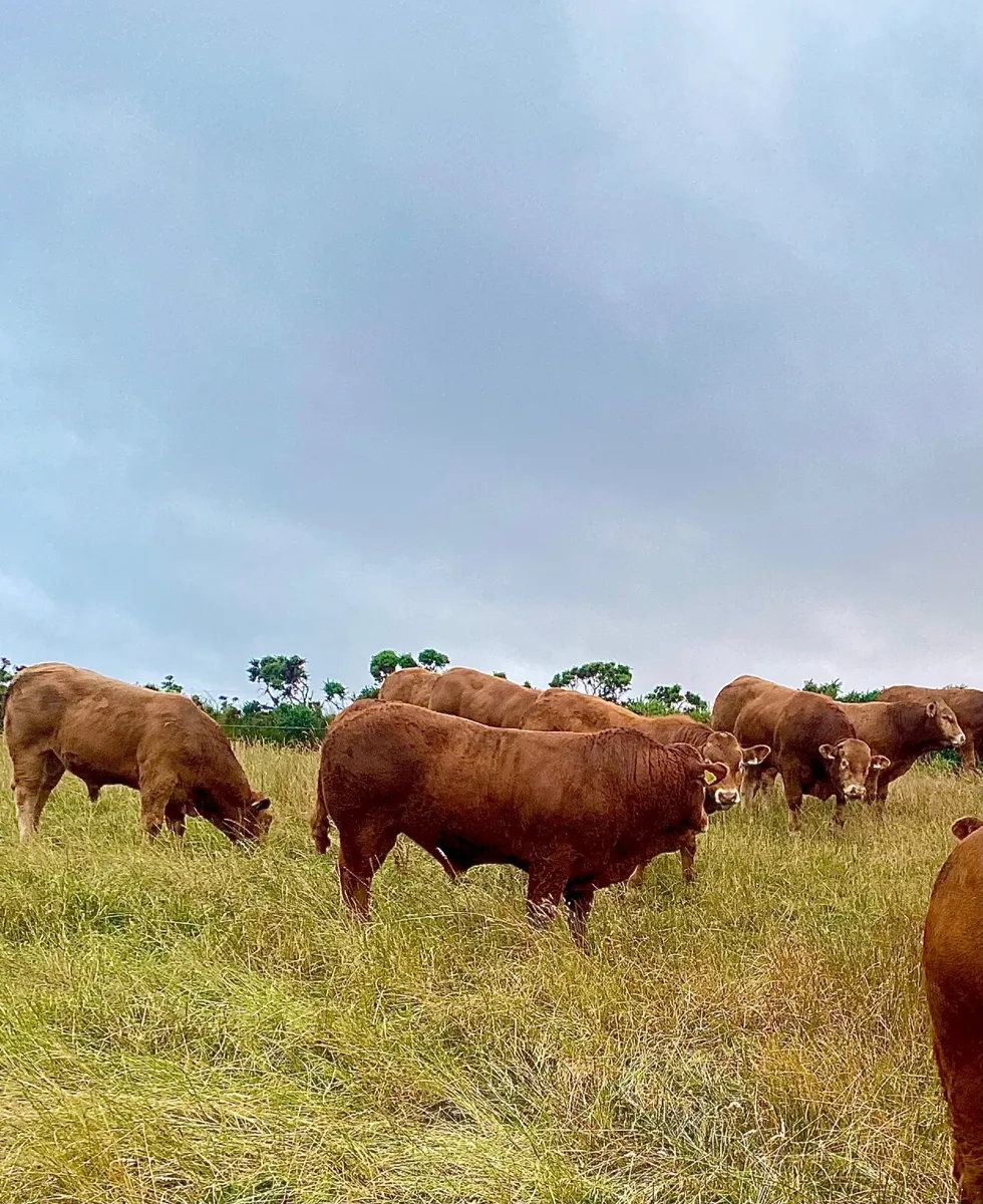 Limousin bull weanlings - Image 2