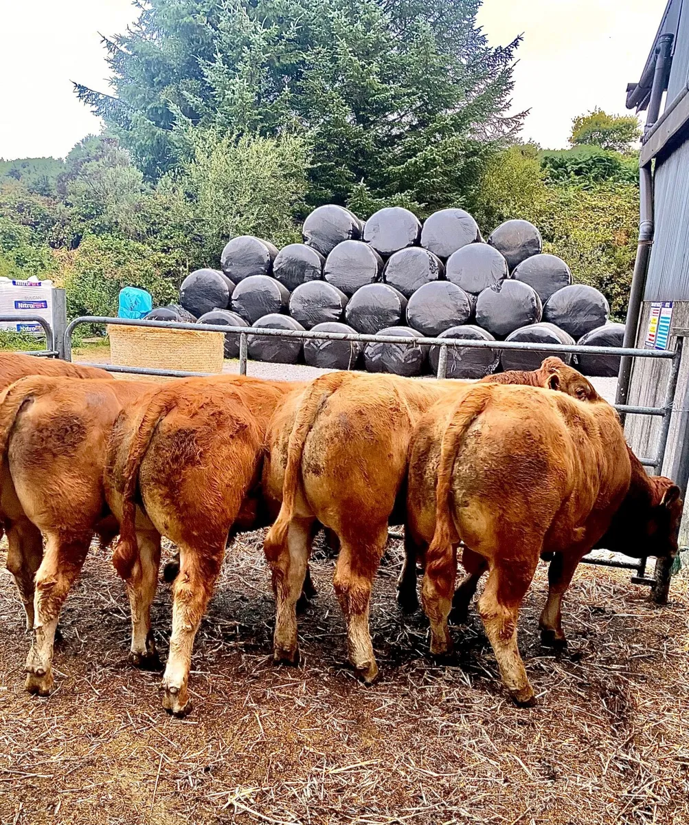 Limousin bull weanlings - Image 3